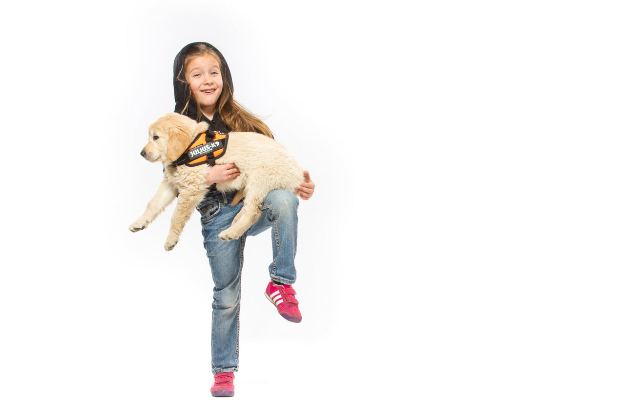 What To Do If Your Dog Is Overweight