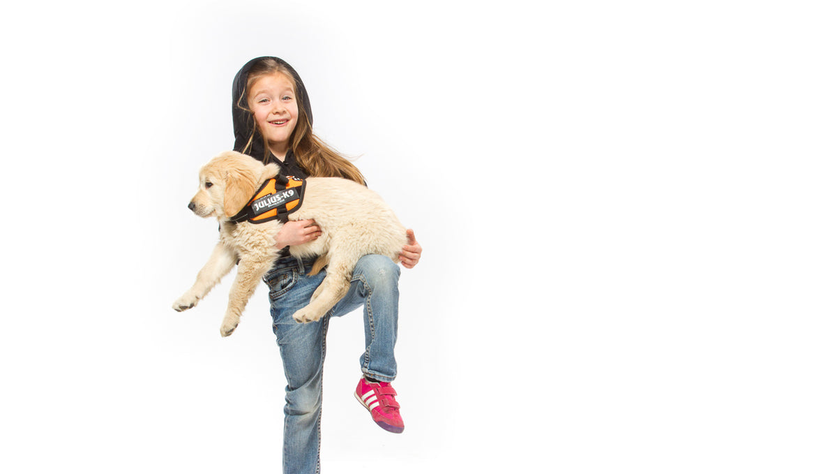 What To Do If Your Dog Is Overweight
