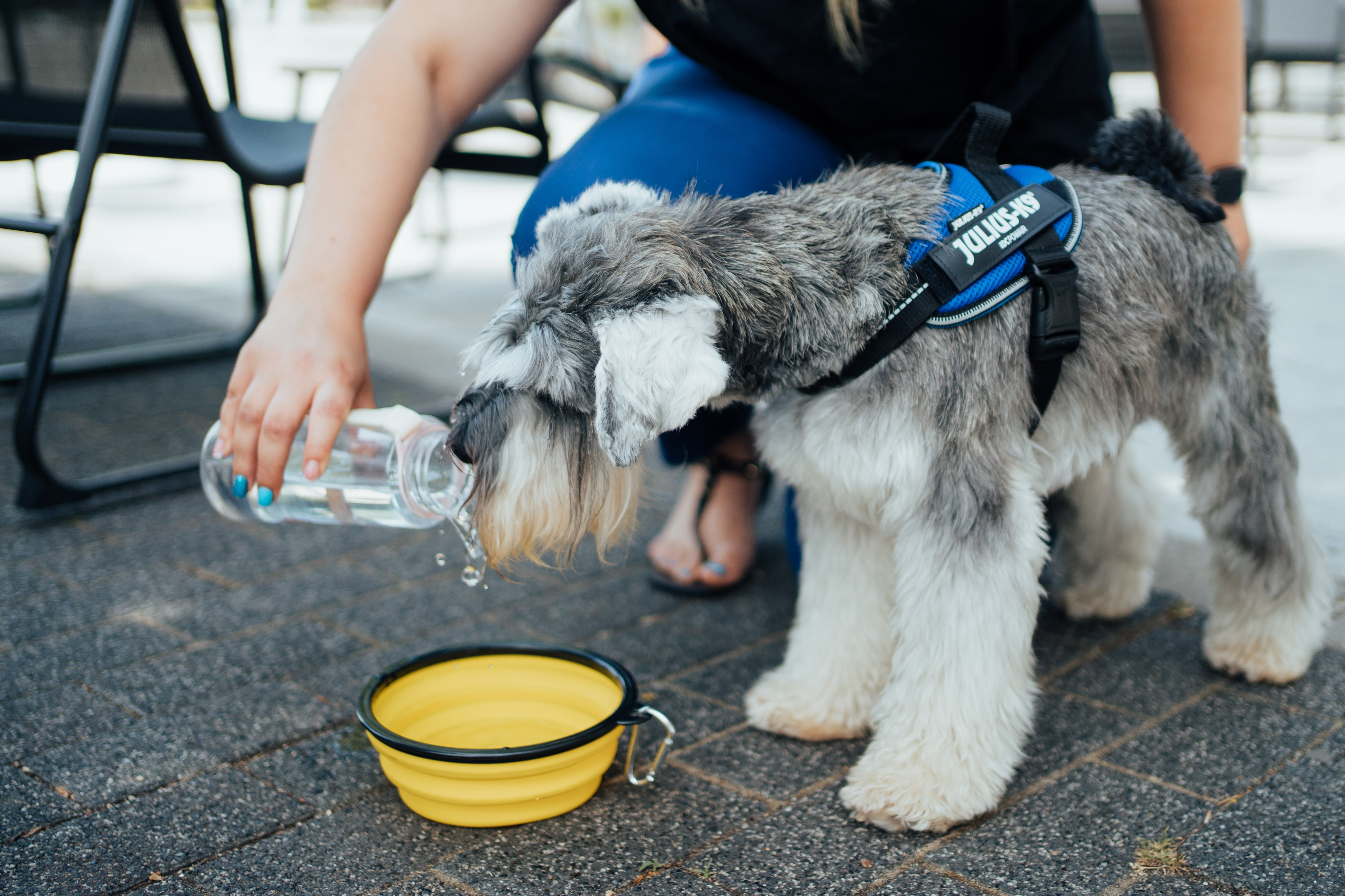 Heatstroke & Keeping Your Dog Cool In Hot Weather