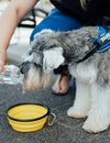 Heatstroke & Keeping Your Dog Cool In Hot Weather