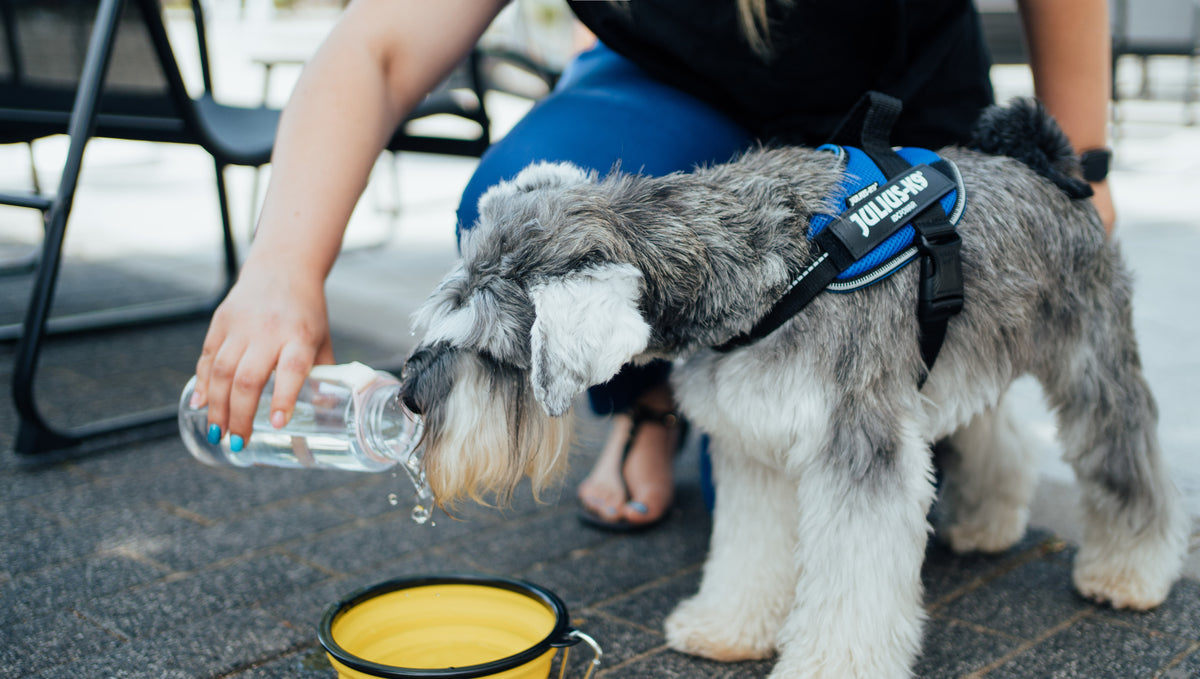 Heatstroke & Keeping Your Dog Cool In Hot Weather
