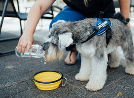 Heatstroke & Keeping Your Dog Cool In Hot Weather
