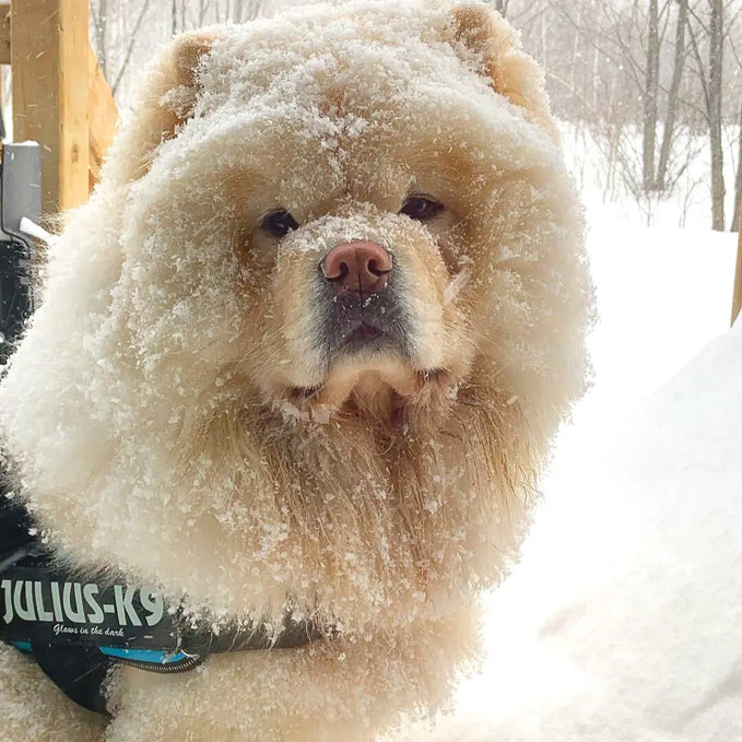 How To Keep Your Dog Safe & Warm On Winter Walks