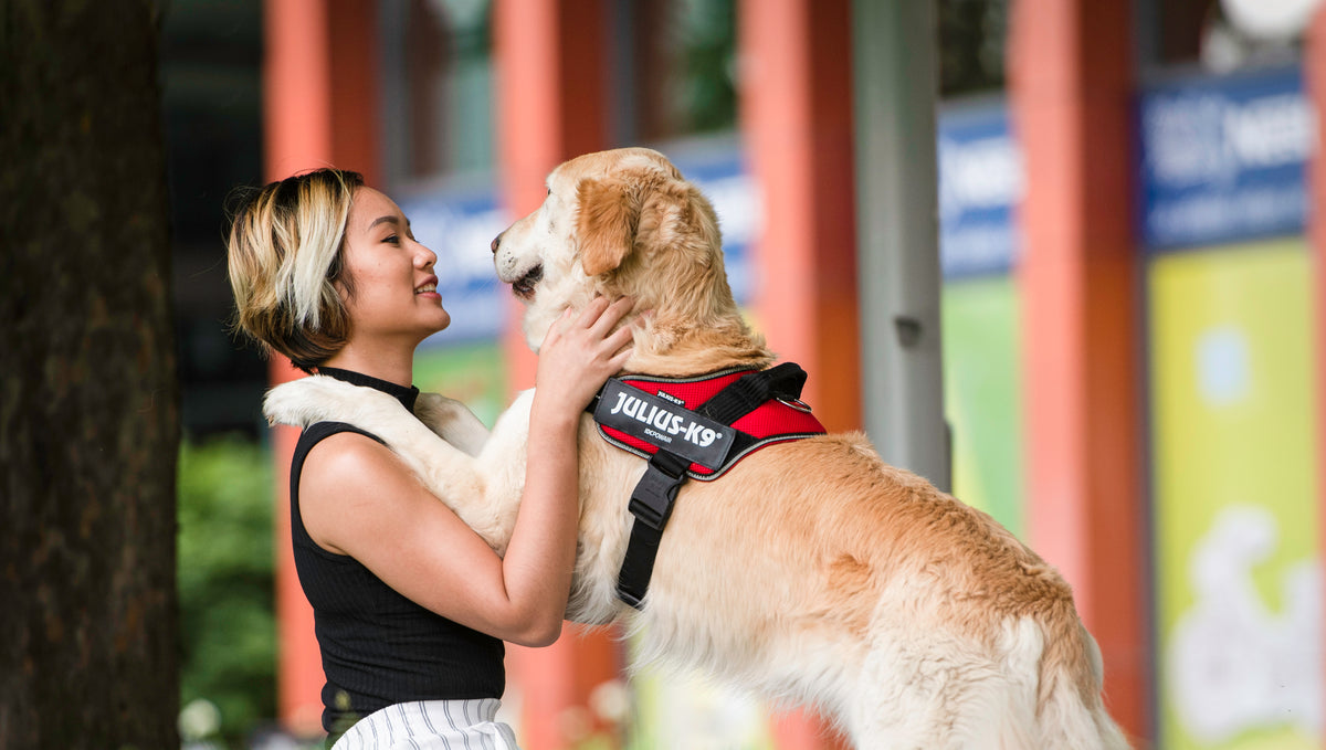 Learn How To Take Your Dog's Measurements Correctly