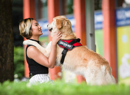 Learn How To Take Your Dog's Measurements Correctly