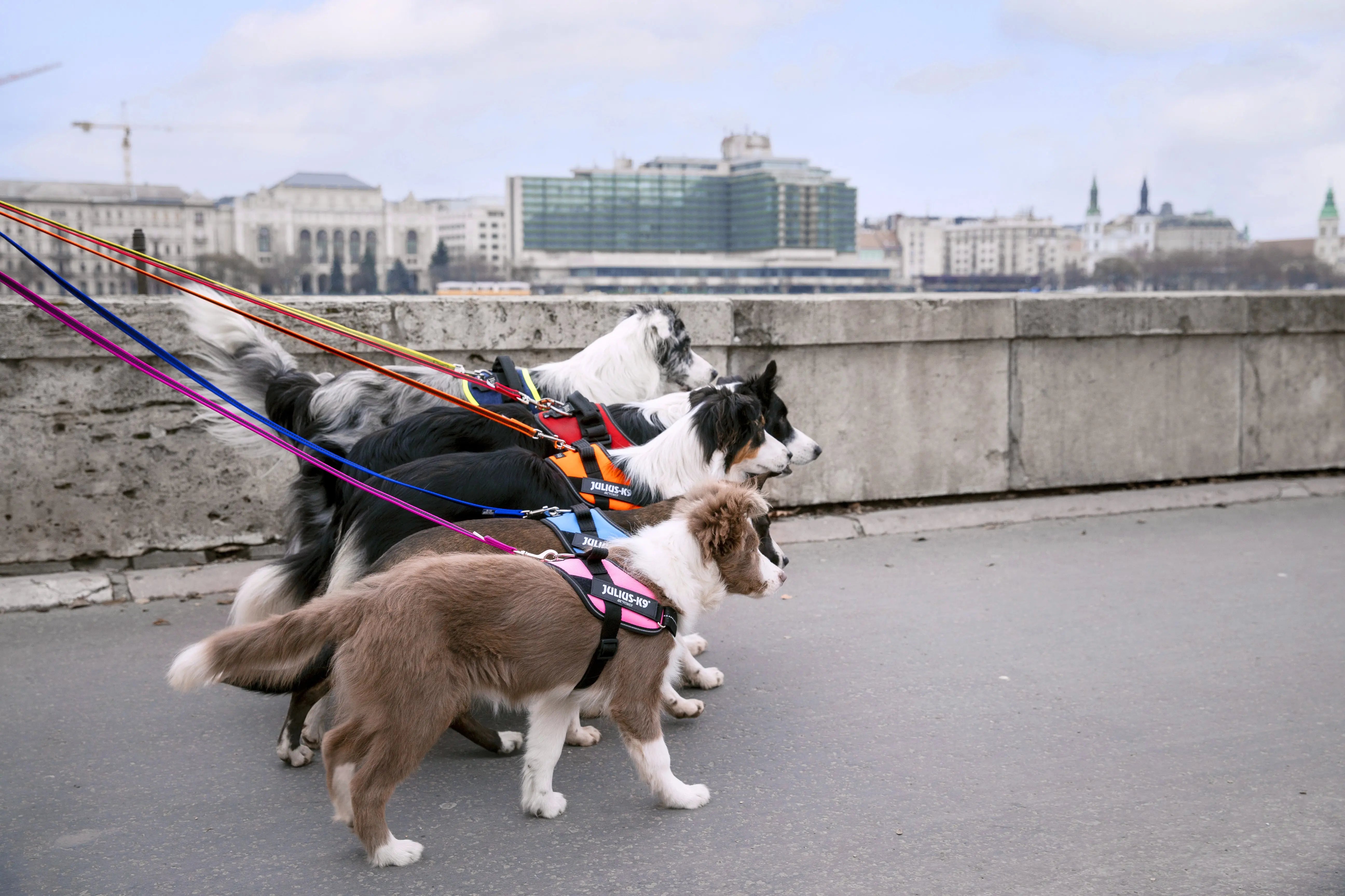 The History of Dog Harnesses