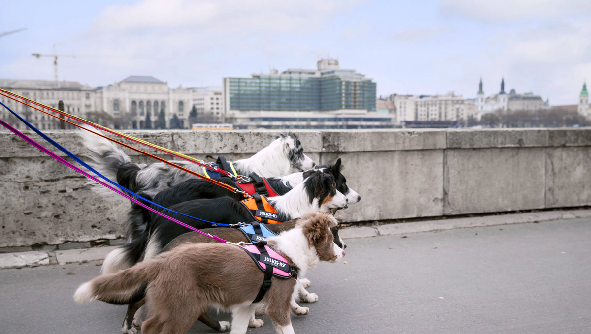 The History of Dog Harnesses