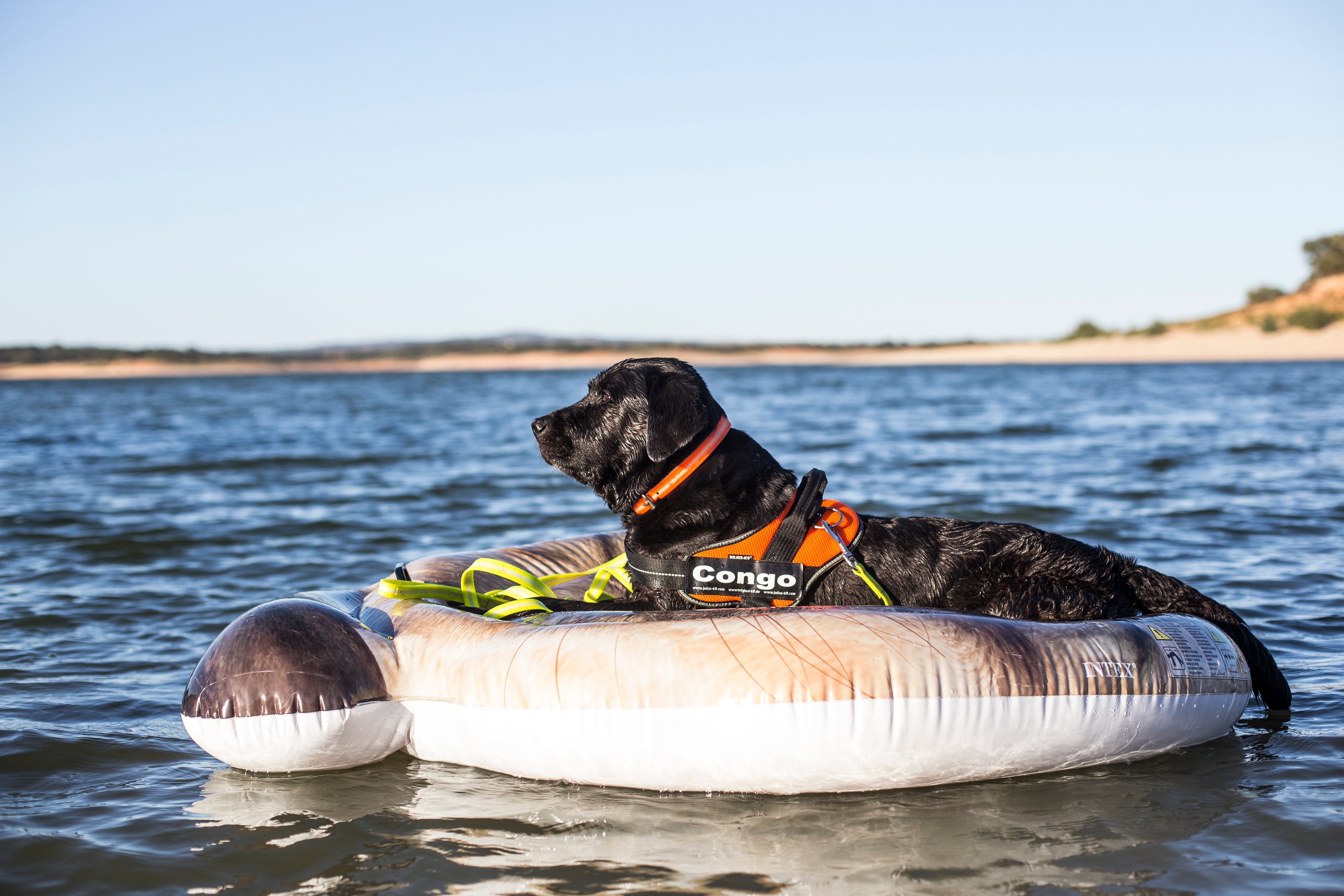 How To Have a Beach Day With Your Dog?