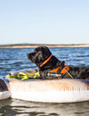 How To Have a Beach Day With Your Dog?