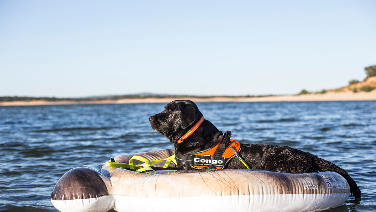 How To Have a Beach Day With Your Dog?