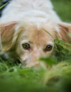 Signs & Relief for Dog Stress