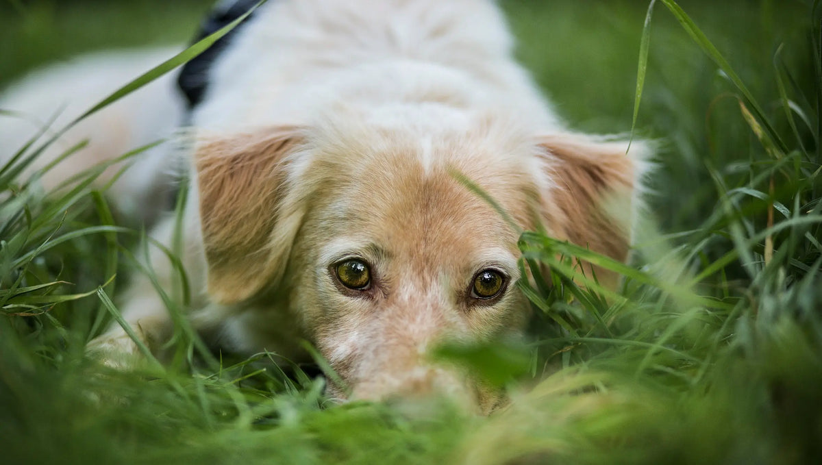 Signs & Relief for Dog Stress