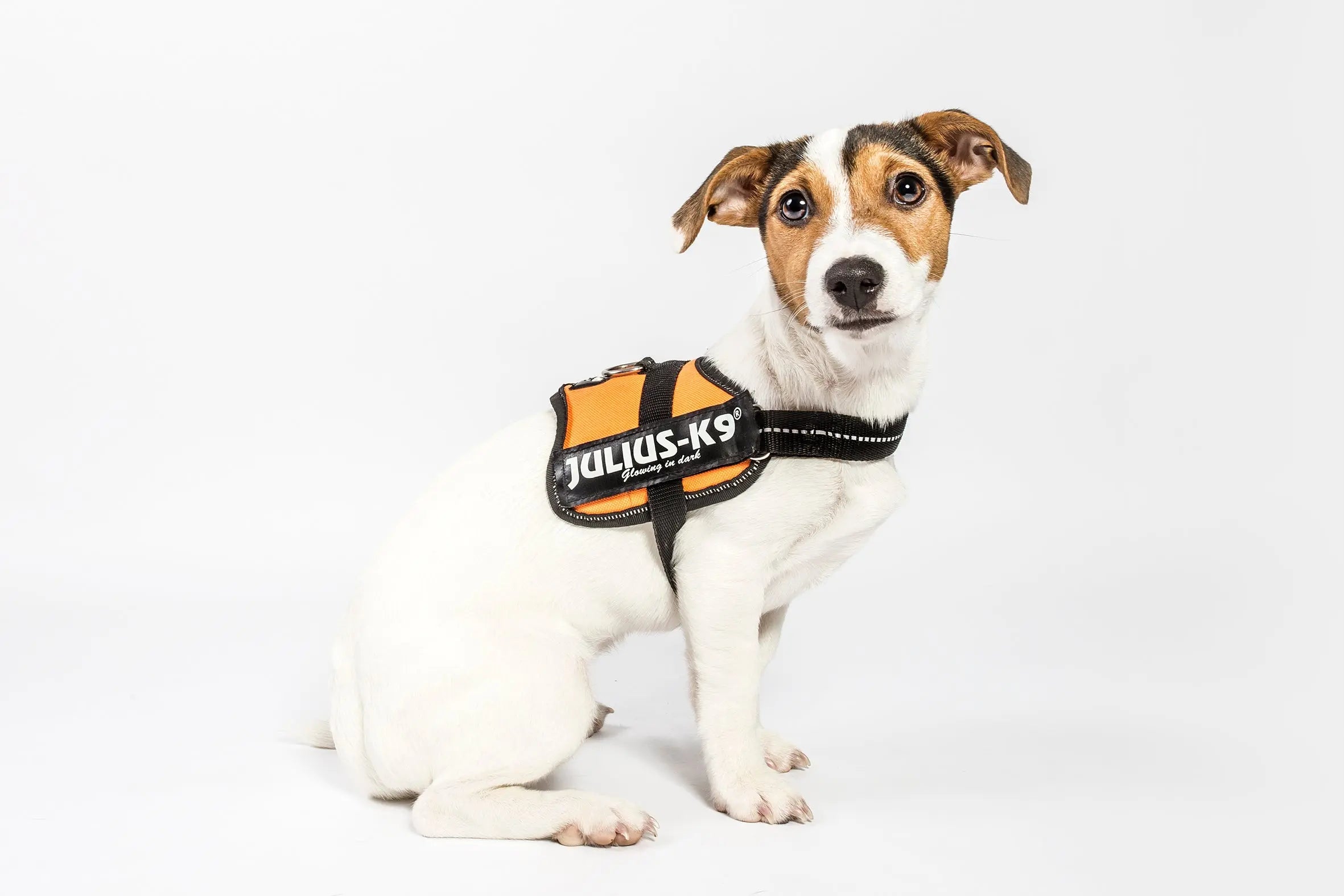 The importance of a correctly fitted dog harness