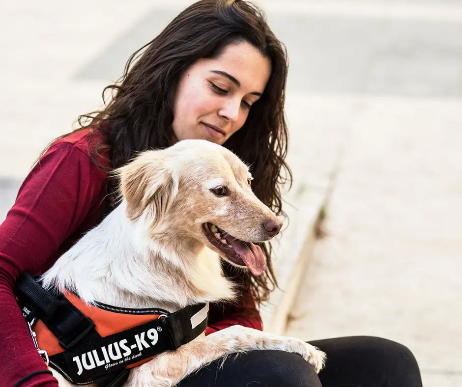 Reasons Why Shelter Dogs Are the Best