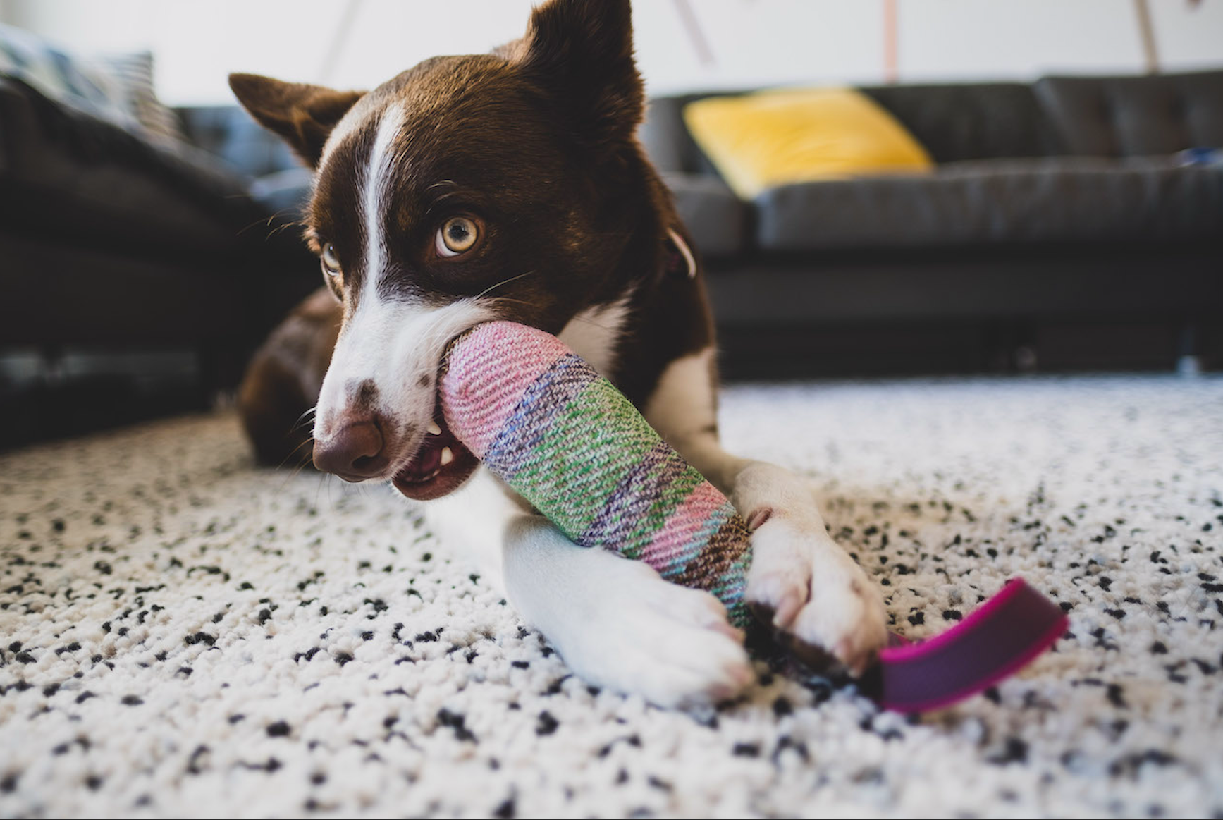 Tips For Dealing With A Dog That Chews Everything