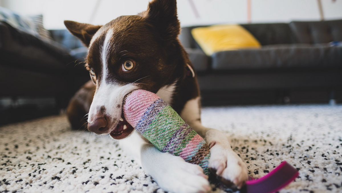 Tips For Dealing With A Dog That Chews Everything