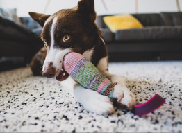 Tips For Dealing With A Dog That Chews Everything