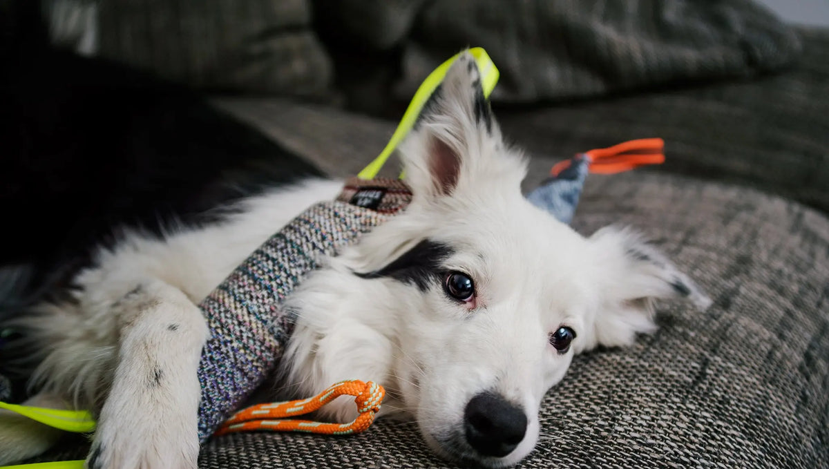 Keeping Your Dog Active & Entertained In Coronavirus Lockdown
