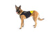 files/IDC_Neoprene_Waterproof_Dog_Vest_-All_Weather_Vest_-_JULIUSK9_CANADA-5952610.jpg