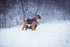 files/IDC_Neoprene_Waterproof_Dog_Vest_-All_Weather_Vest_-_JULIUSK9_CANADA-5952613.jpg