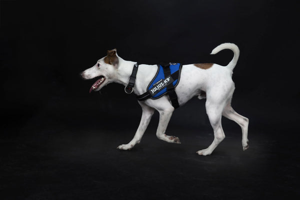 IDC® Powerharness - Blue - JULIUSK9® CANADA