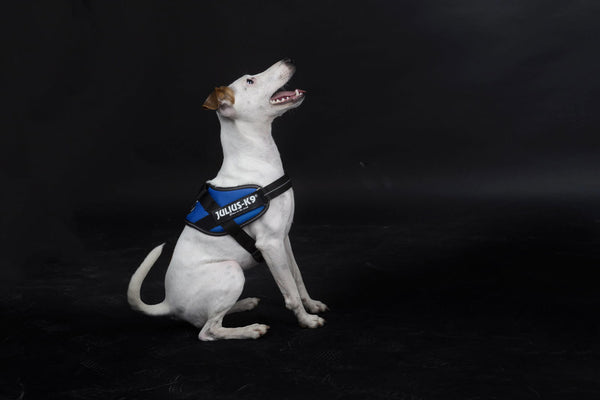 IDC® Powerharness - Blue - JULIUSK9® CANADA