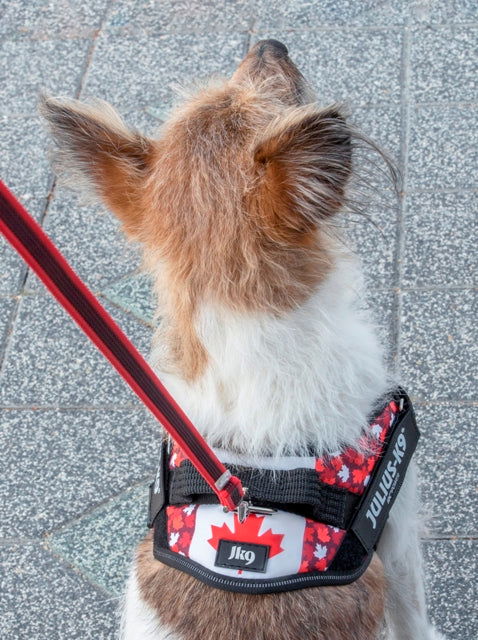 IDC® Powerharness - Canada Flag Harness - JULIUSK9® CANADA