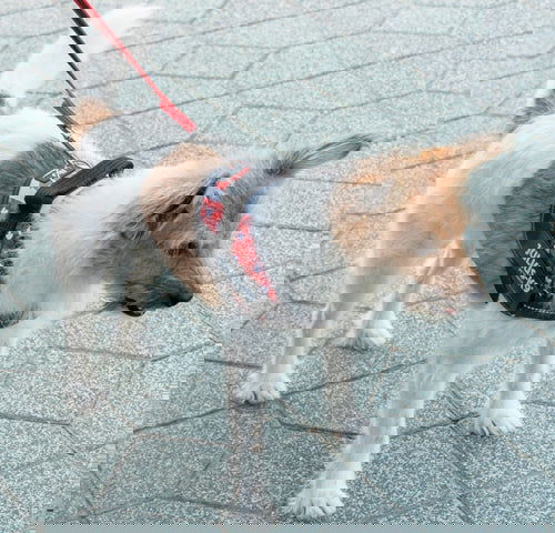 IDC® Powerharness - Canada Flag Harness - JULIUSK9® CANADA