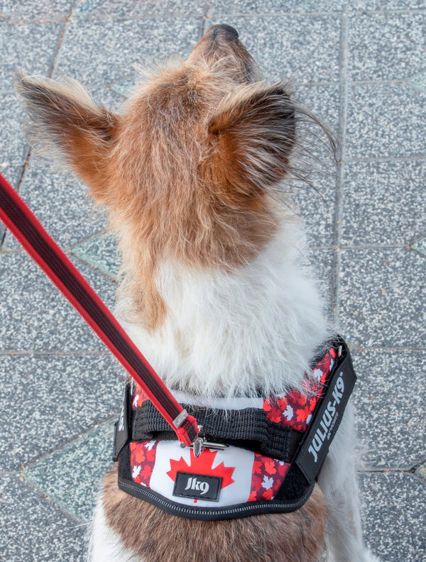 IDC® Powerharness - Canada Flag Harness - JULIUSK9® CANADA