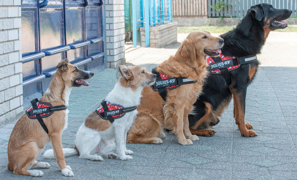 IDC® Powerharness - Canada Flag Harness - JULIUSK9® CANADA