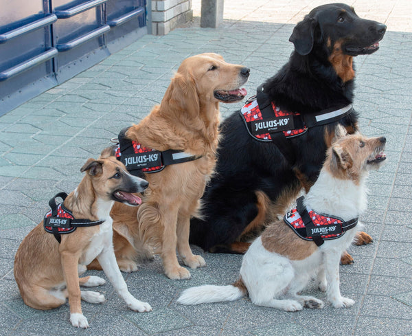 IDC® Powerharness - Canada Flag Harness - JULIUSK9® CANADA