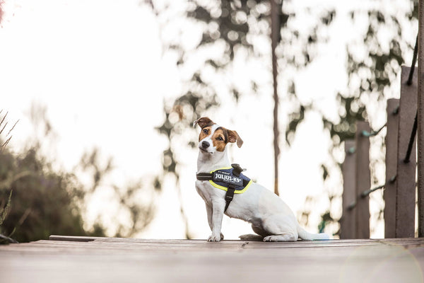 IDC® Powerharness - Denim with Neon Edge - JULIUSK9® CANADA