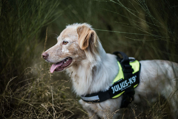 IDC® Powerharness - UV Neon Green - JULIUSK9® CANADA