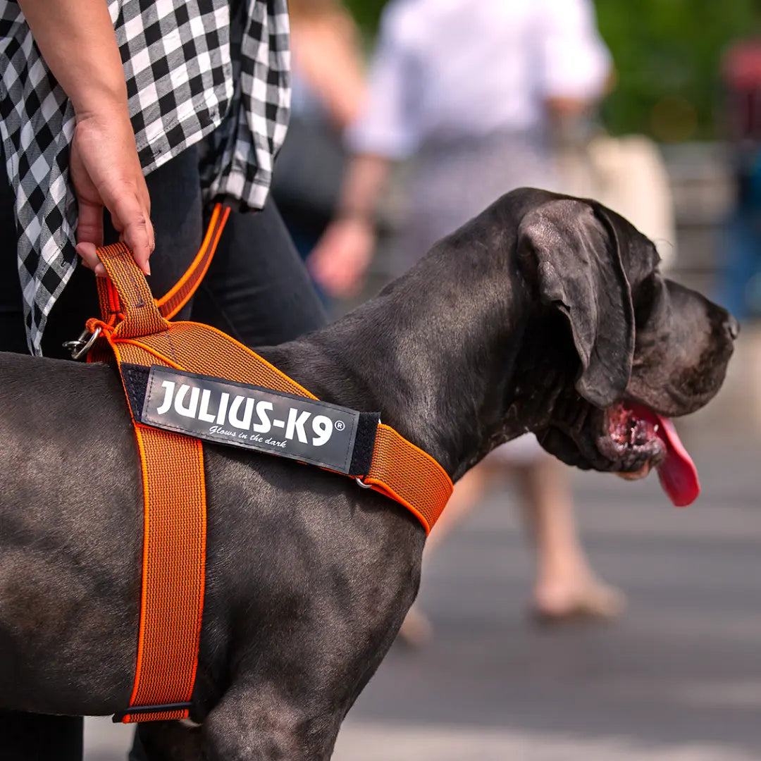 Training Your Dog to Wear a Harness JULIUSK9 CANADA