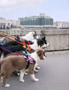 The History of Dog Harnesses