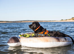 How To Have a Beach Day With Your Dog?