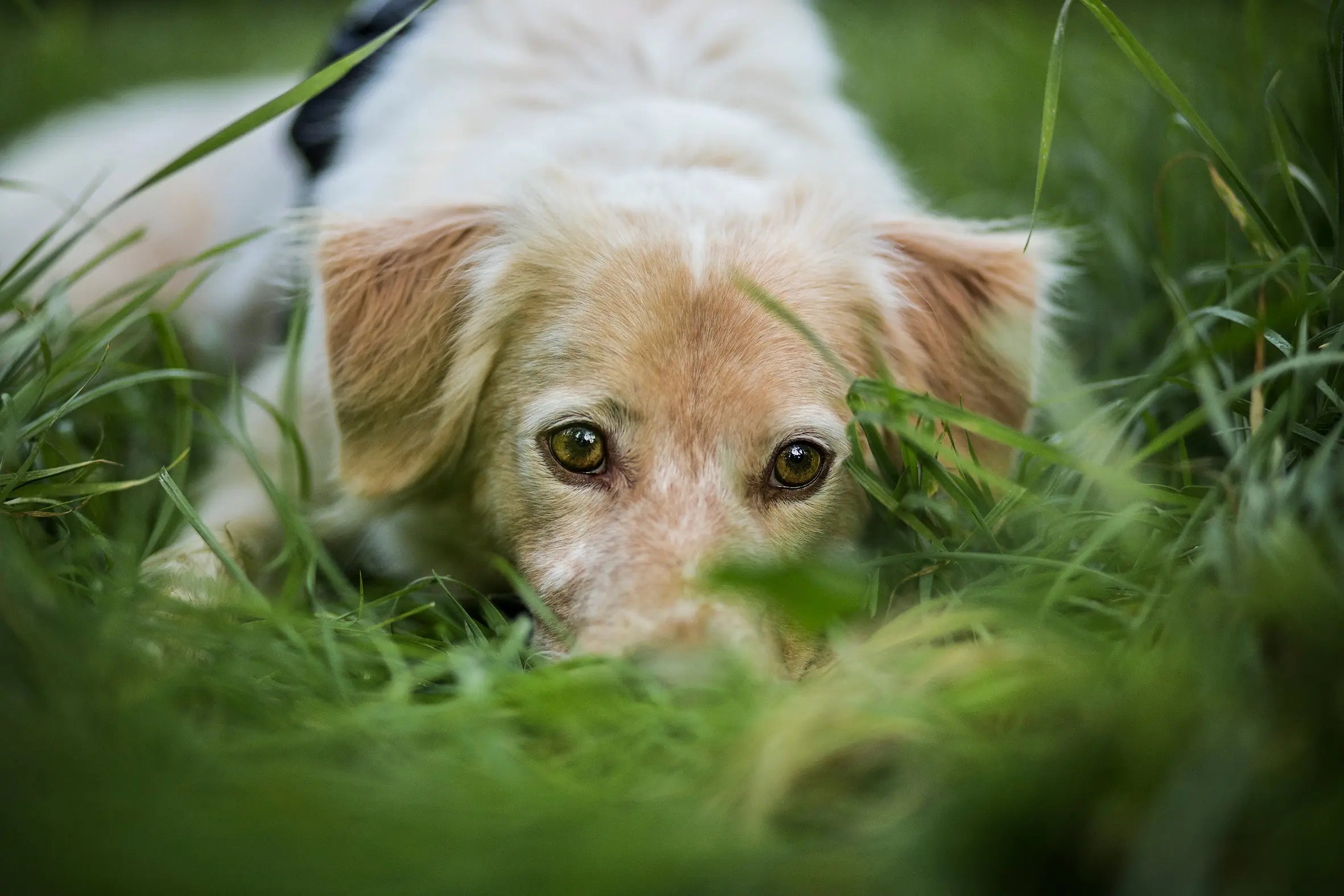 Signs & Relief for Dog Stress