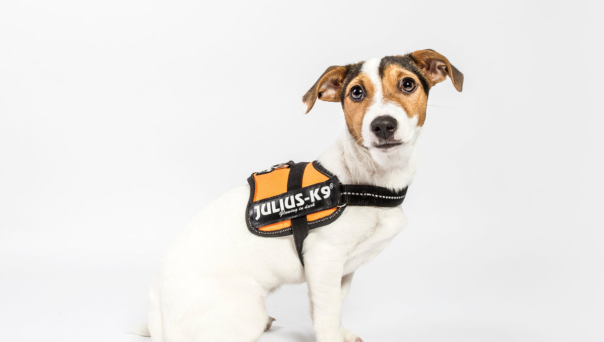 The importance of a correctly fitted dog harness