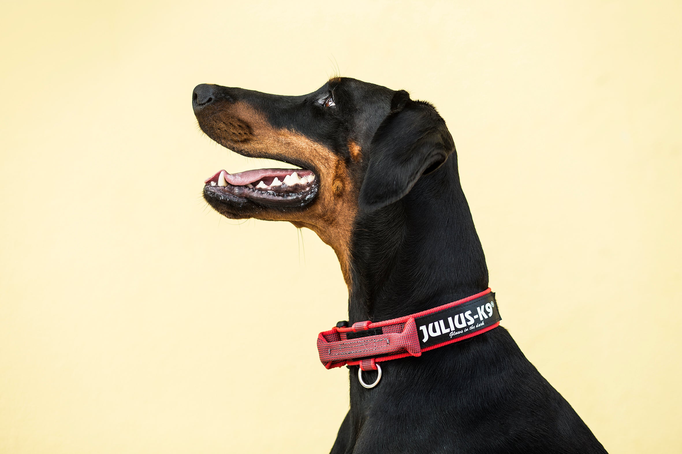 How To Measure & Fit A Dog Collar
