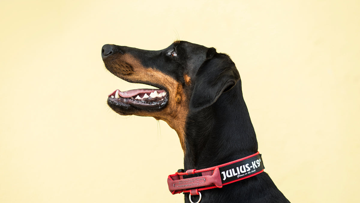 How To Measure & Fit A Dog Collar