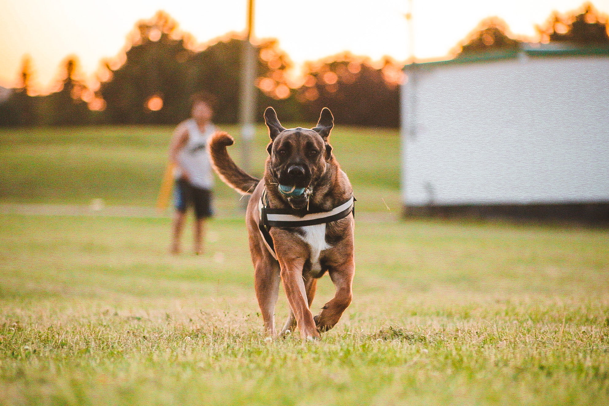 10 Fun Games to Play with Your Dog Before Summer is Over