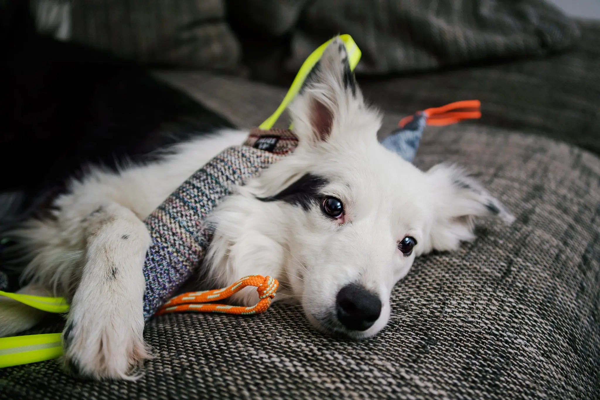 Keeping Your Dog Active & Entertained In Coronavirus Lockdown