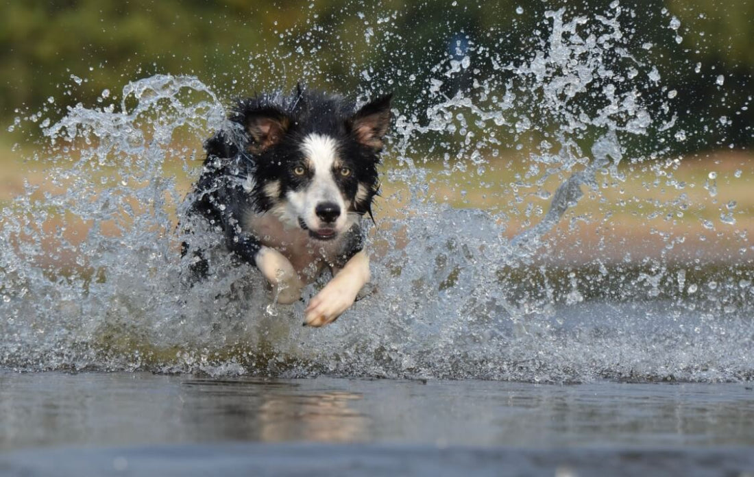 Handling Summer Heat and Heatstroke In Dogs