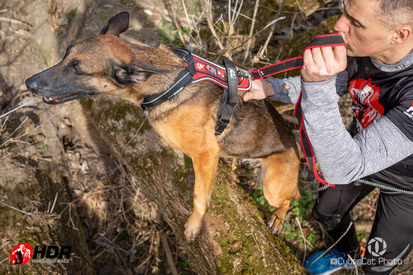 AGILITY and RACING Harness by JULIUS-K9® - JULIUSK9® CANADA