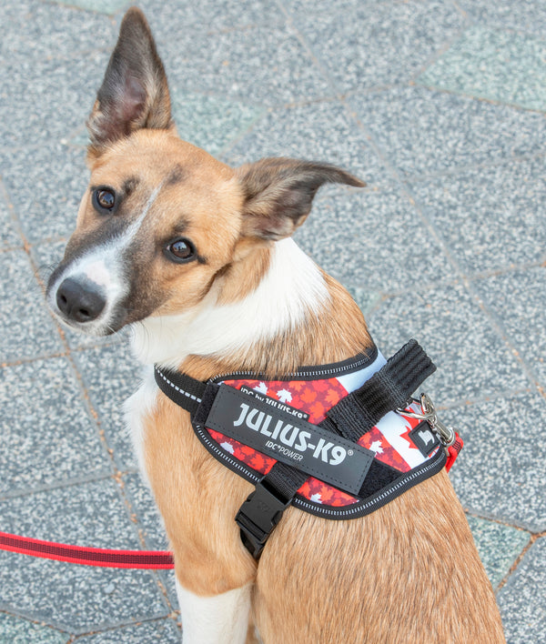 IDC® Powerharness  - Canada Flag Harness JULIUSK9® CANADA