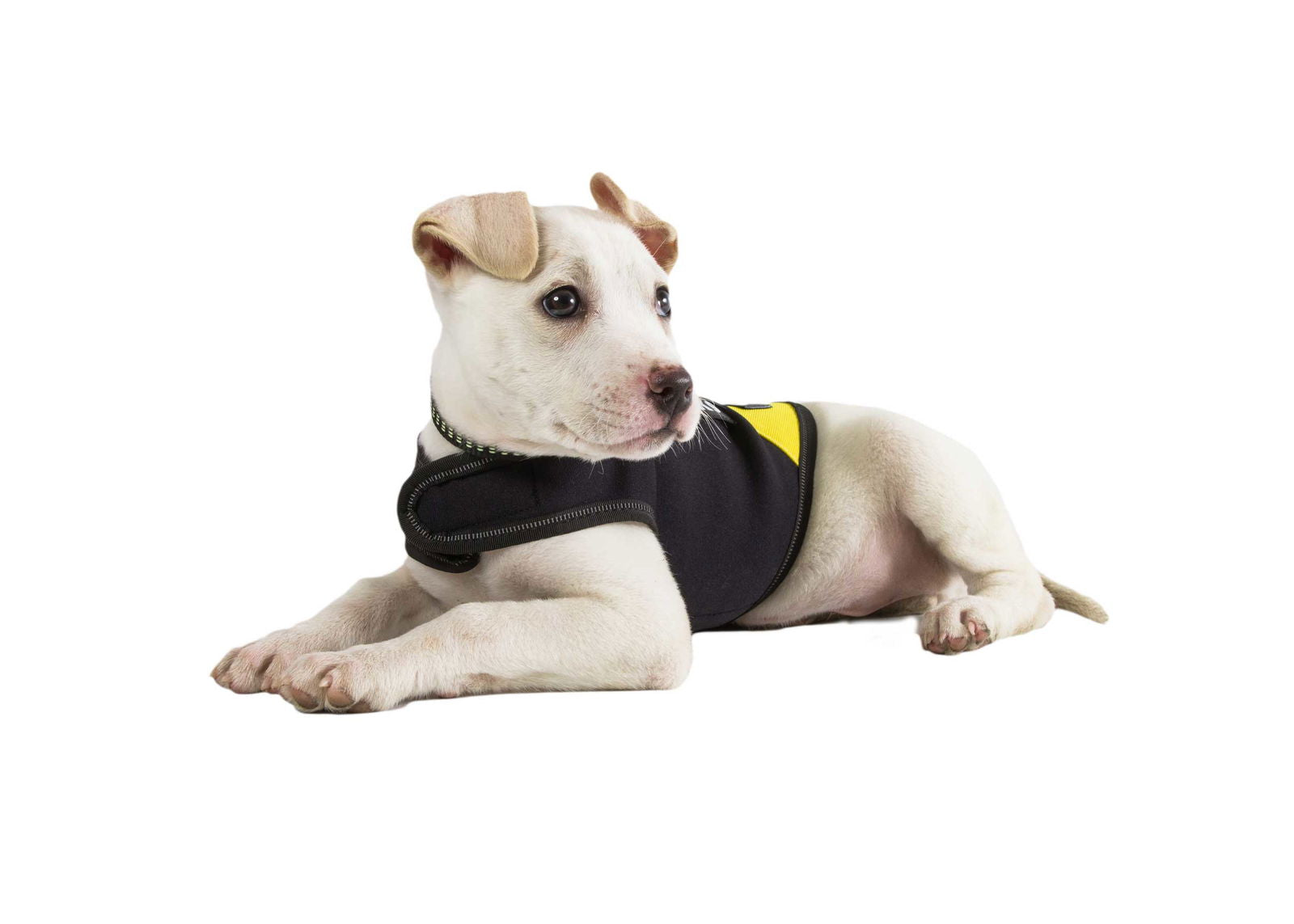 IDC Neoprene Waterproof Dog Vest All Weather Vest JULIUSK9 CANADA