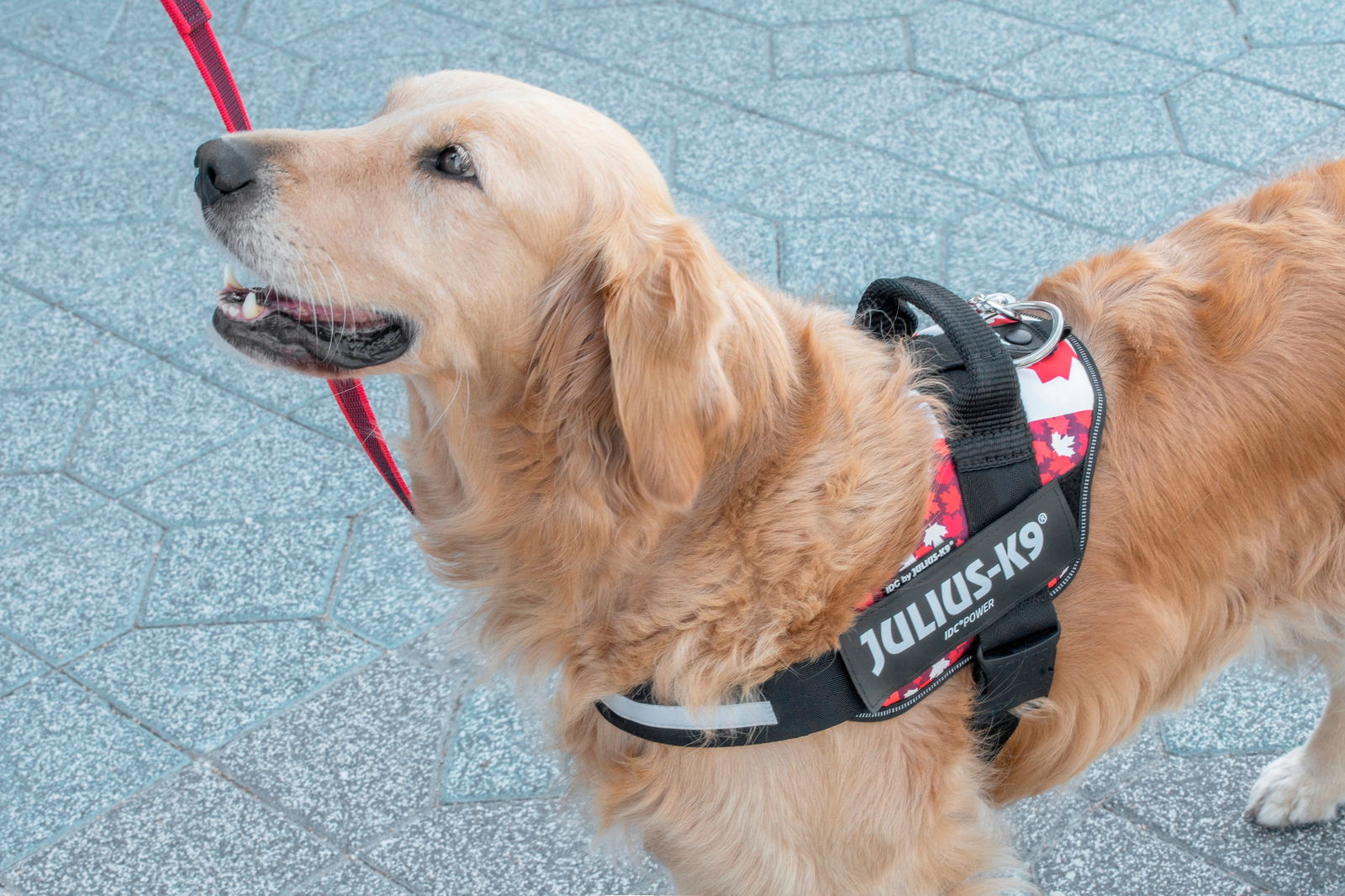 IDC® Powerharness  - Canada Flag Harness - JULIUSK9® CANADA