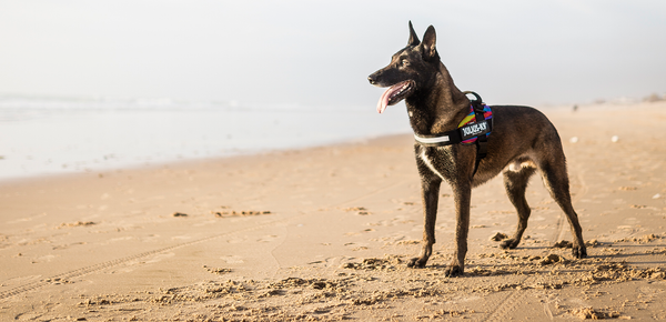 IDC® Powerharness - Psycho - JULIUSK9® CANADA