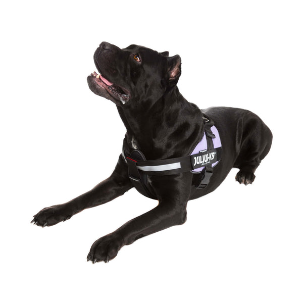 IDC® Powerharness - Purple - JULIUSK9® CANADA