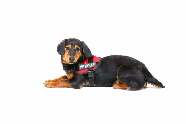 IDC® Powerharness - Red - JULIUSK9® CANADA